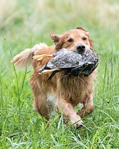 Hawk Worrest