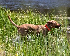 Rosie Wilson