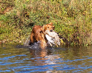 Canoe Lantiegne