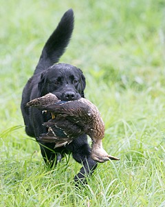 Ranger schuko