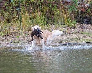 Ghillie