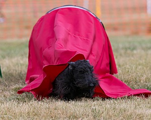 20150613-CCKC-0021.jpg