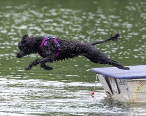 Boaty Bellicose
