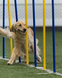 Londyn Alberti
