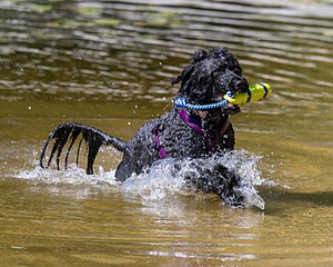 Nike Nickerson
