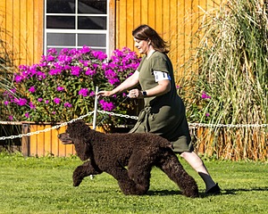 11 - GCH CH BREKKON'S FIRST MARK BN RN CGC TKN