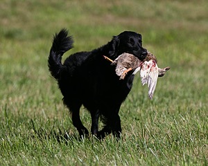 Gunner McCluer