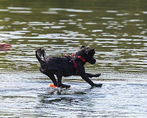 Nova Cox