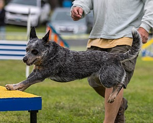Bree Spetla