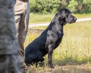 Bolt Sboro