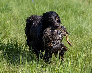 Jack Gainey