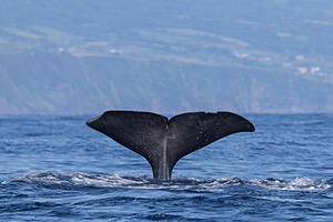 Sperm Whale