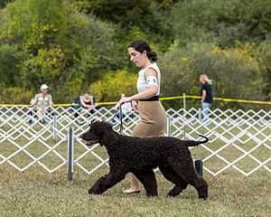 11 - Poole's Ide Dark Knight (Oscar)
