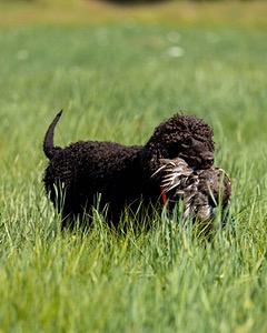 Ghillie Kezer