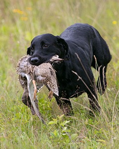 Ruger Collins