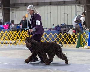18 - CASTLEHILL'S P.S. BABY I'M A STAR AT DONNYBROOK FDC CA FCAT SWNE
SWA SIAE SEAE TKN ATT FTN (Portia)