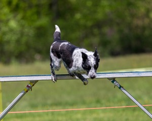 20170520-NEAT-1436.jpg
