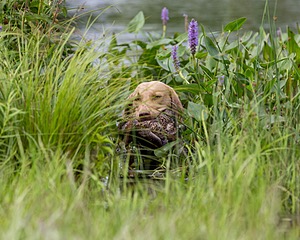 Spice Reed