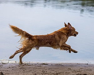 Moose Curtis
