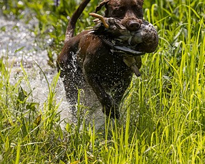 Moose Molle
