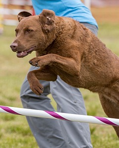 Tillie Cross
