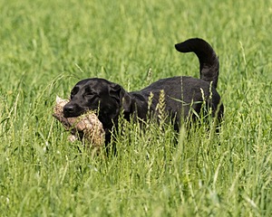 Pepper Ungar