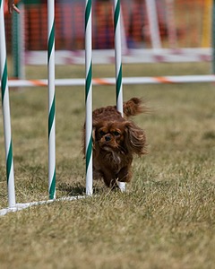 20150614-CCKC-1832.jpg