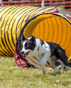 20180616-0890.jpg
