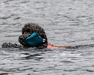 "Perry" & Diana