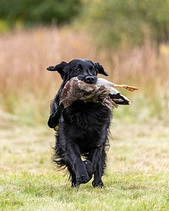 Gunner McCluer