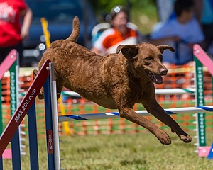 Tillie Cross