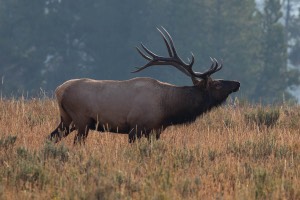Yellowstone National Park