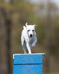 Dixie Labriola