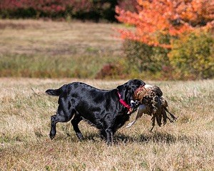 20151010-WCL-0039.jpg
