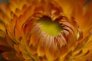 Strawflowers, Massachusetts