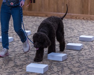 Oscar