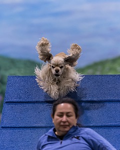 SkyBee Cortes