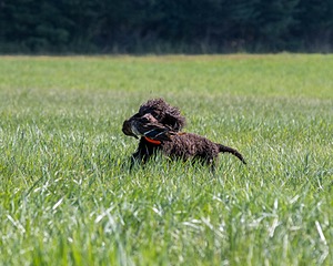 Ghillie Kezer