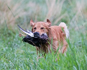 Hawk Worrest