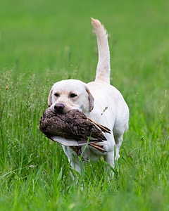Goose