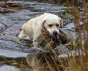 Brian Salemme