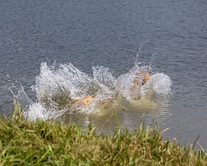 Torrent Pivovar
