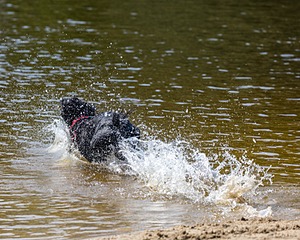 Rio Peter