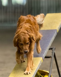 Pup-Pup Beaulieu