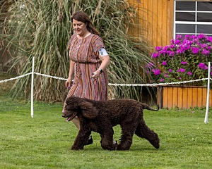 11 - GCH CH BREKKON'S FIRST MARK BN RN CGC TKN