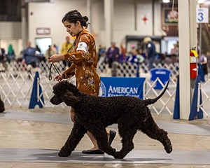 15 - CH POOLE'S IDE DARK KNIGHT (Oscar)