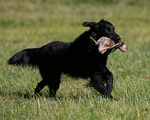Gunner McCluer