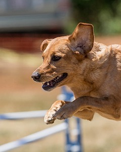 20160618-CCKC-1511.jpg