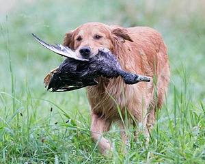 Hawk Worrest