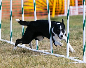 20150614-CCKC-0018.jpg